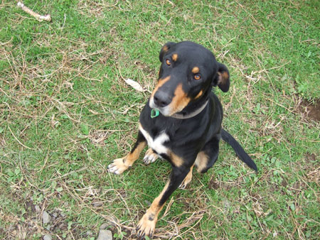 stan_wwoof1_kaikohe